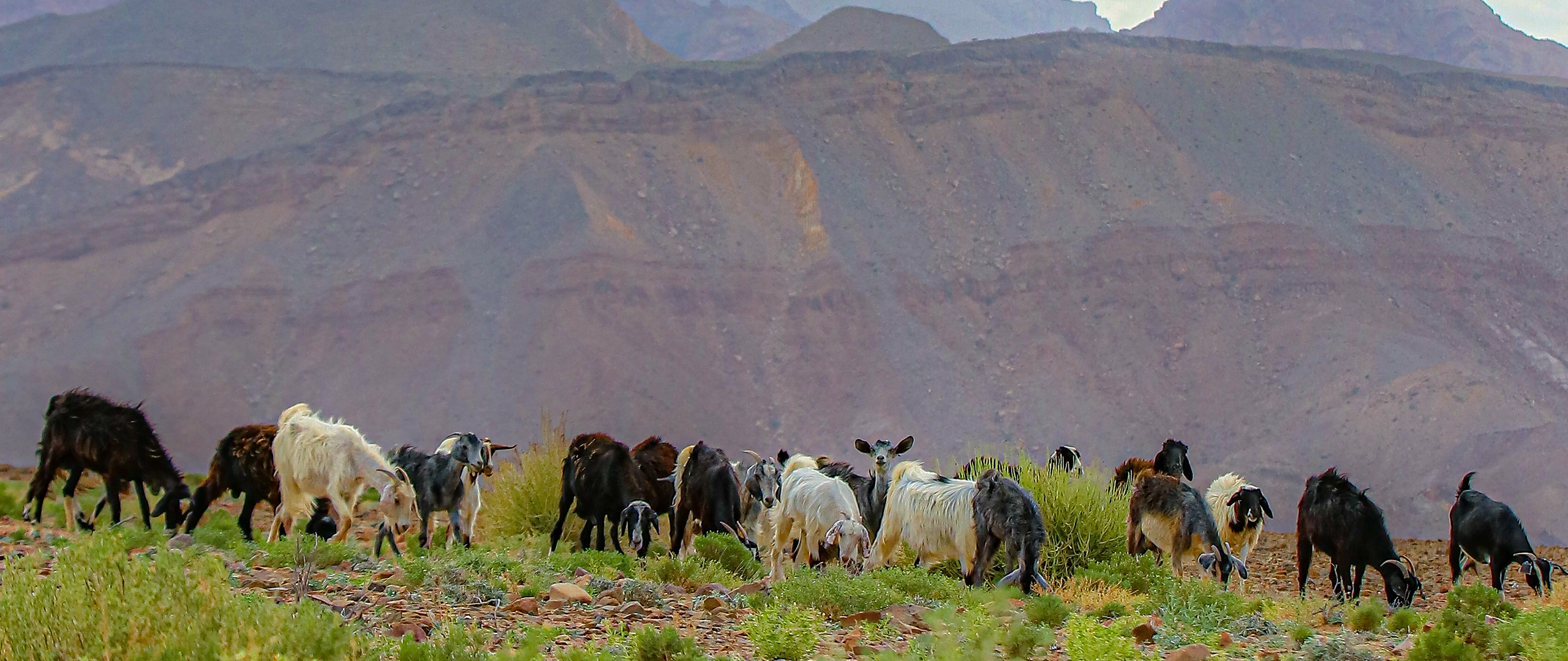 شتاء الطحايم